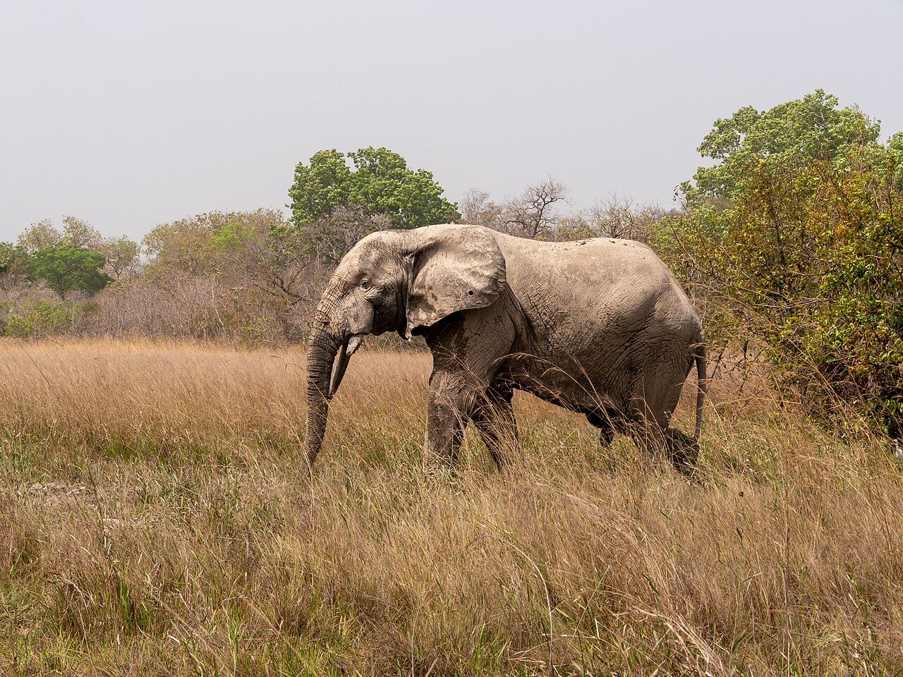 Mole National Park